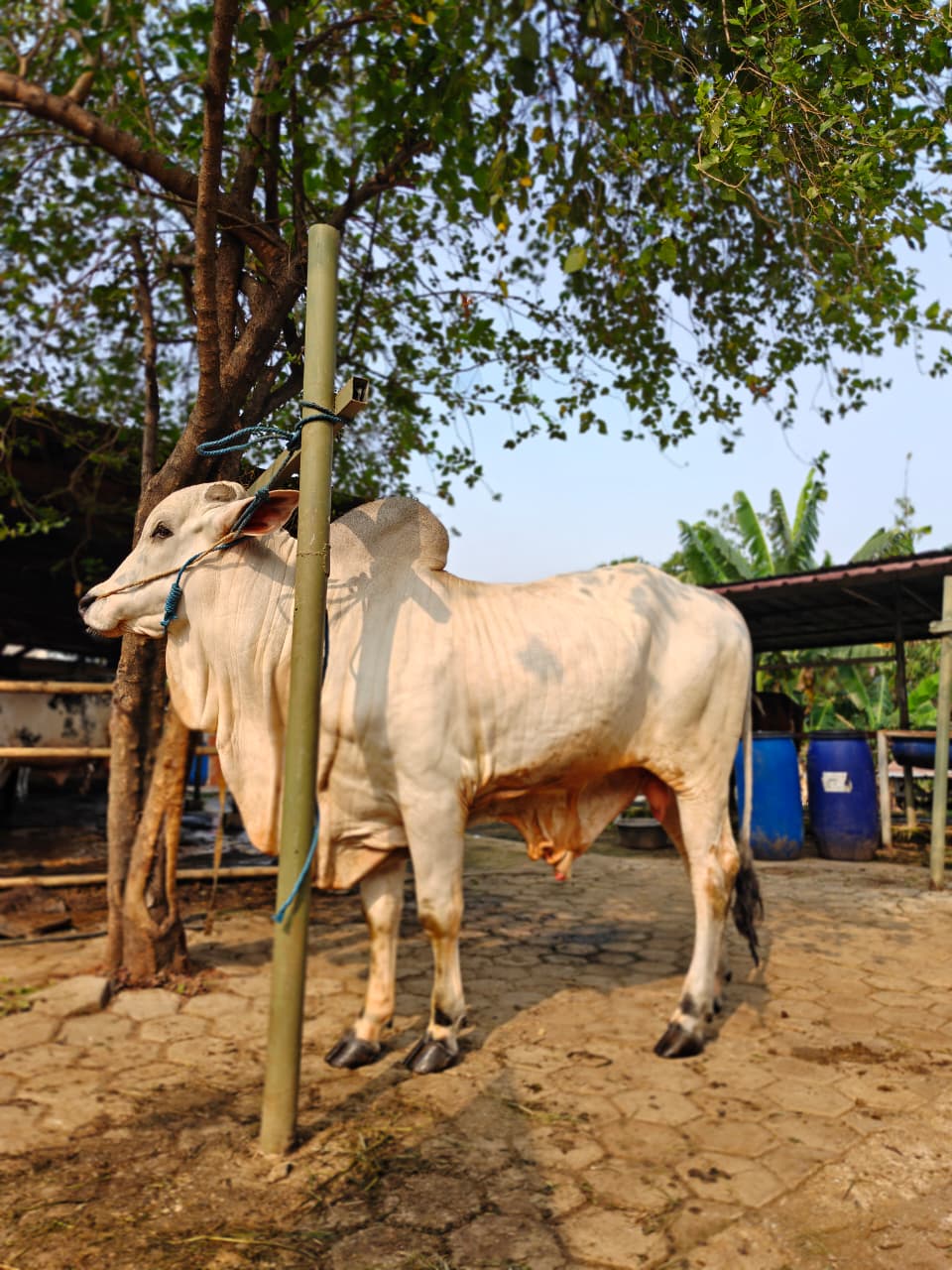 Jayabaya